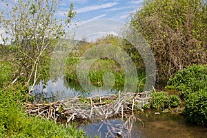 Beaver dam photo