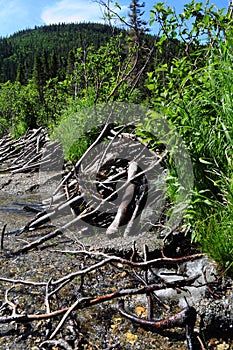 Beaver dam