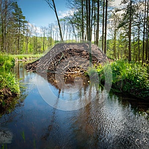 beaver dam, AI generated