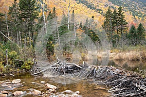 Beaver dam along the Sam Willey Trail, Crawford Notch, New Hampshire