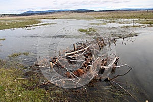 Beaver Dam Analogs on a Valley Stream
