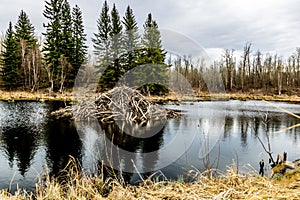 Beaver dam on Astoria Lake, elk Island National Park, Alberta, Canada