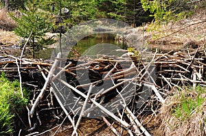 Beaver dam photo