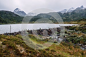 Beaver dam in Dientes de Navarino, Patagonia, Chile photo