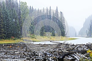 Beaver dam at Duffey Lake Provincial Park, British Columbia, Sea to Sky Highway, Canada