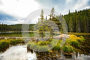 Beaver dam holding back water on Horseshoe Lake, Denali National Park, Alaska