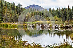 Beaver dam holding back water on Horseshoe Lake, Denali National Park, Alaska