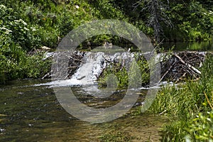 Beaver Dam on Huntington Creek in Emery County Utah photo