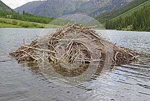 Beaver dam in a lake in the mountains