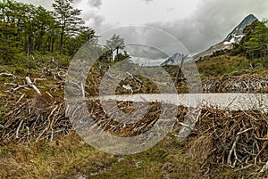 Beaver dam at Martial Mountains, Ushuaia, Argentina