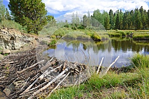 Beaver dam in pond in the mountains