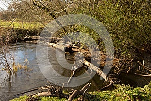 Beaver dam in the river