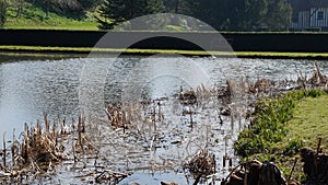 Beaver dam. River near a park. Nature.