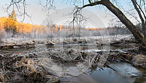 Beaver dam on a riverbed. River beaver Castor fiber - beaver family Castoridae. A sturdy structure in a river, a flooded forest. D