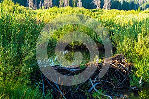 Beaver Dam in the Sawtooth National Recreation Area, Idaho