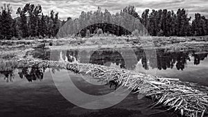 Beaver Dam at Schwabacher Landing