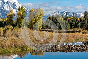 Beaver Dam at Schwabachers Landing