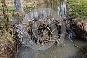 Beaver dam in a small Creek