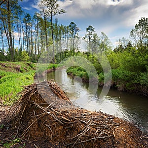 beaver dam, AI generated