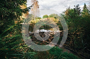 Beaver dam at a small creek