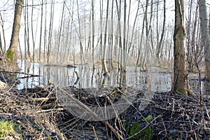 Beaver dam