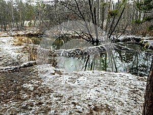 Beaver dam on a small forest river in the Middle Urals