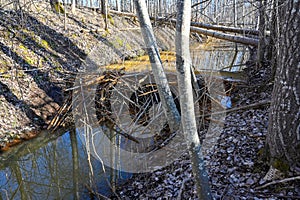 beaver dam in small stream Kumla Sweden