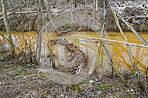 beaver dam in small stream Sweden february 27 2023