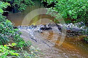 Beaver Dam In Small Stream