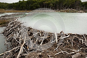 Beaver Dam - Tierra Del Fuego - Argentina photo