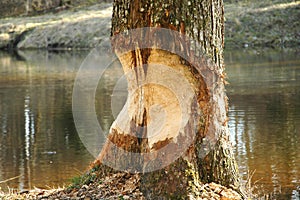 Beaver damage