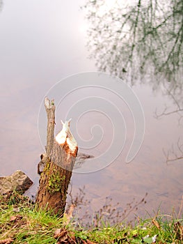 Beaver damage to a tree on a river bank, Nuremberg, Germany