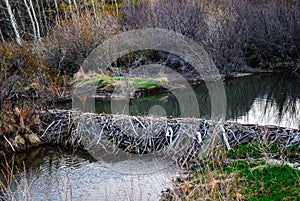 Beaver Damn Blocking Creek in Montana