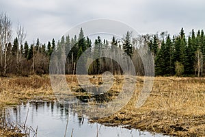 Beaver dams and water ways, Beaver Pond Trail, Elk Island Nation