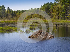 Beaver den or lodge