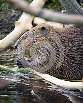 Beaver Dining in the Tetons