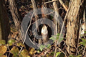 Beaver eaten tree