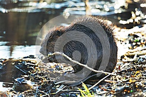 Beaver eating branches