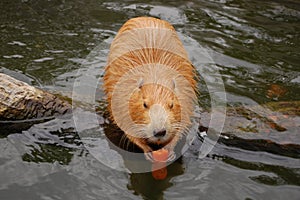 Beaver eating a carrot