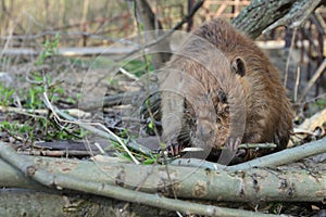 Beaver Eating Tree Bark