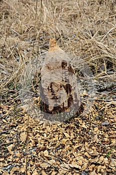 Beaver eating tree