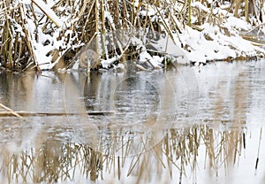 Beaver eats at riverside in winter