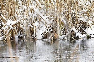 Beaver eats at riverside in winter