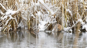 Beaver eats at riverside in winter