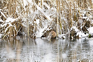 Beaver eats at riverside in winter