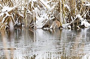 Beaver eats at riverside in winter