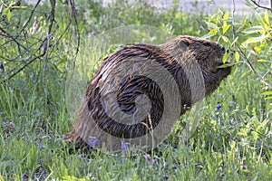 Beaver feeding on young trees