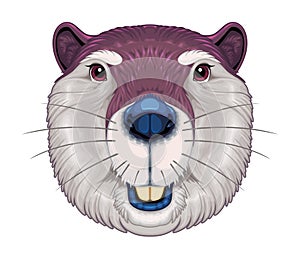 Beaver frontal view, vector isolated animal