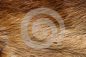 Beaver Fur Background