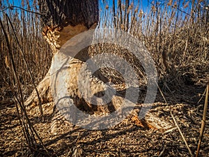 Beaver gnawed aspen tree trunk in spring